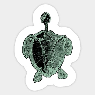 Sea Turtle | Ocean Sea Animal Reptile Nature Science Sticker